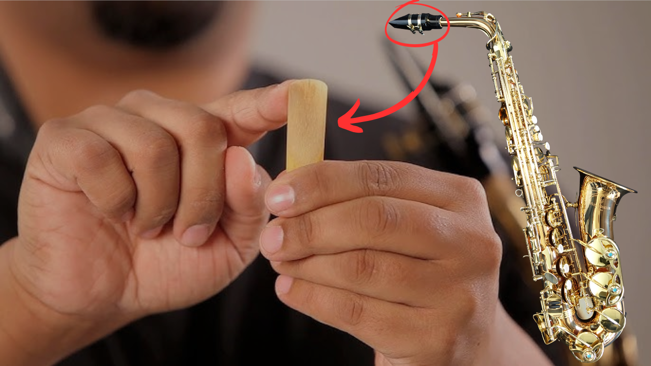 Saxophone Reeds: How to Select and Maintain Them